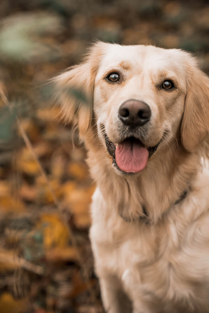 golden_retriever_gassi_gehen_mainz_hundeshooting_herbst_mainz