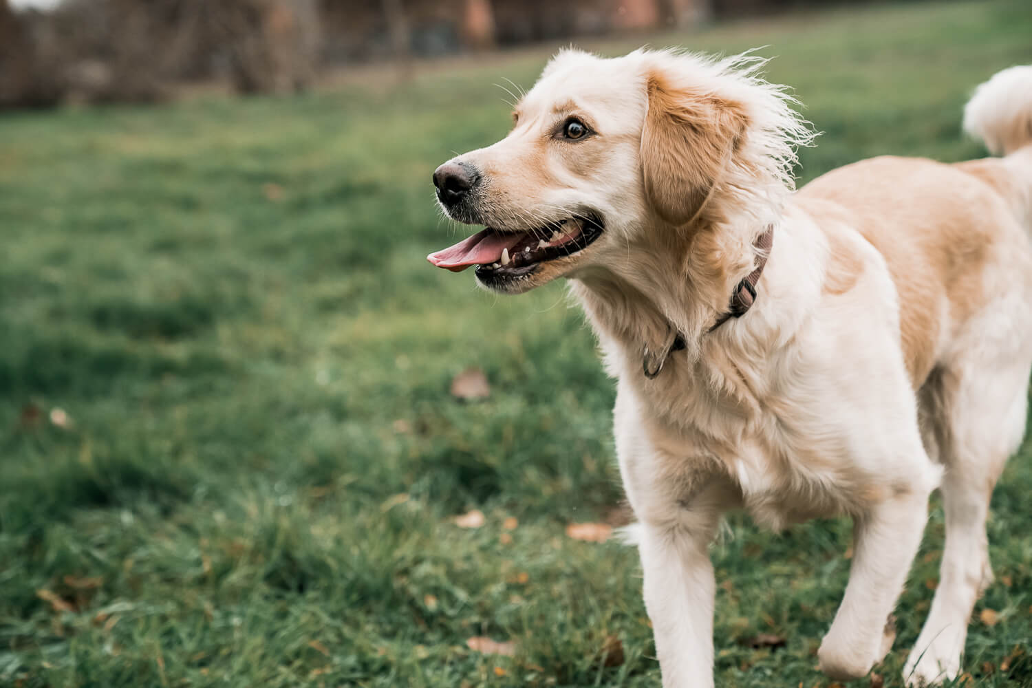 golden_retriever_gassi_gehen_mainz_hundeshooting