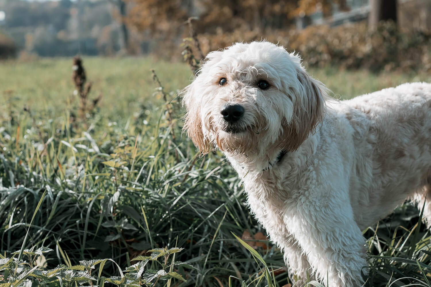goldendoodle_Hundefotografie_Hundeshooting_im_herbst_Mainspitze