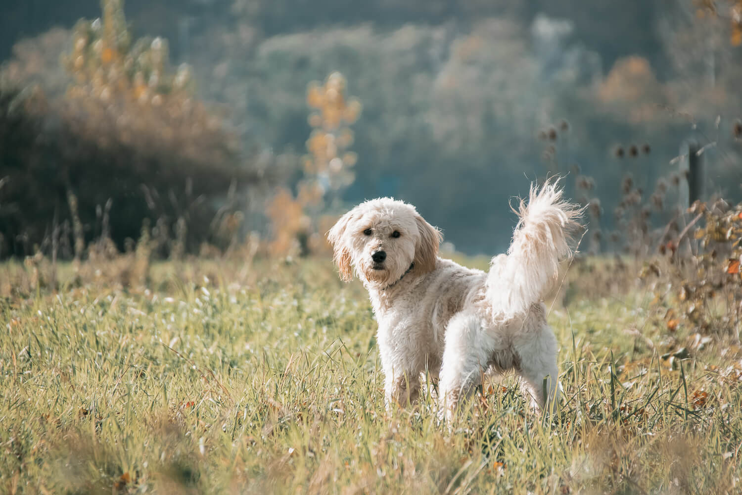 goldendoodle_Fotoshooting_herbst_mainz_hundefotografie_miriam_schönleber