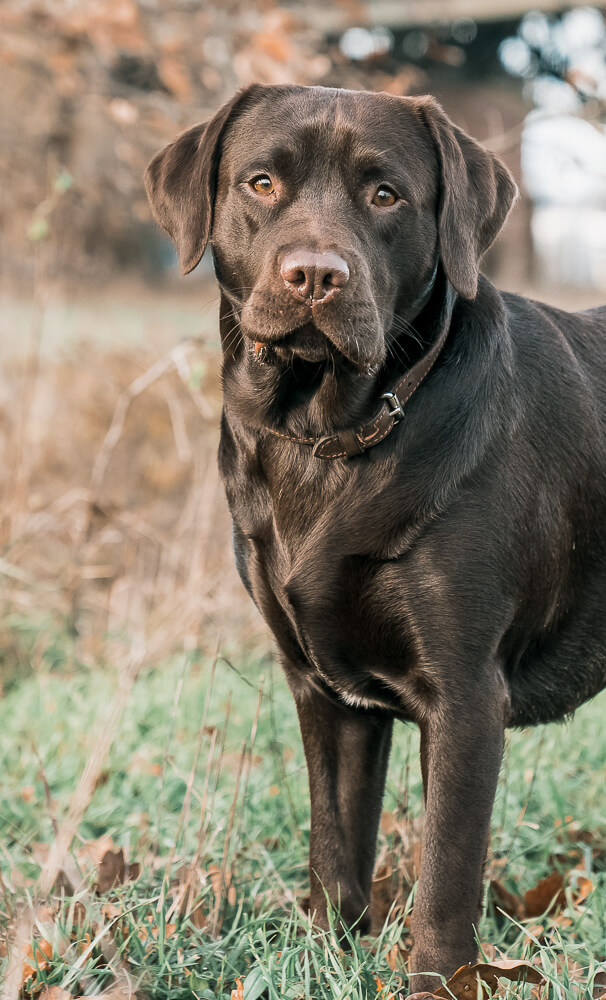 labrador_shooting_mainz_und umegbeung_miriam_hundefotografin