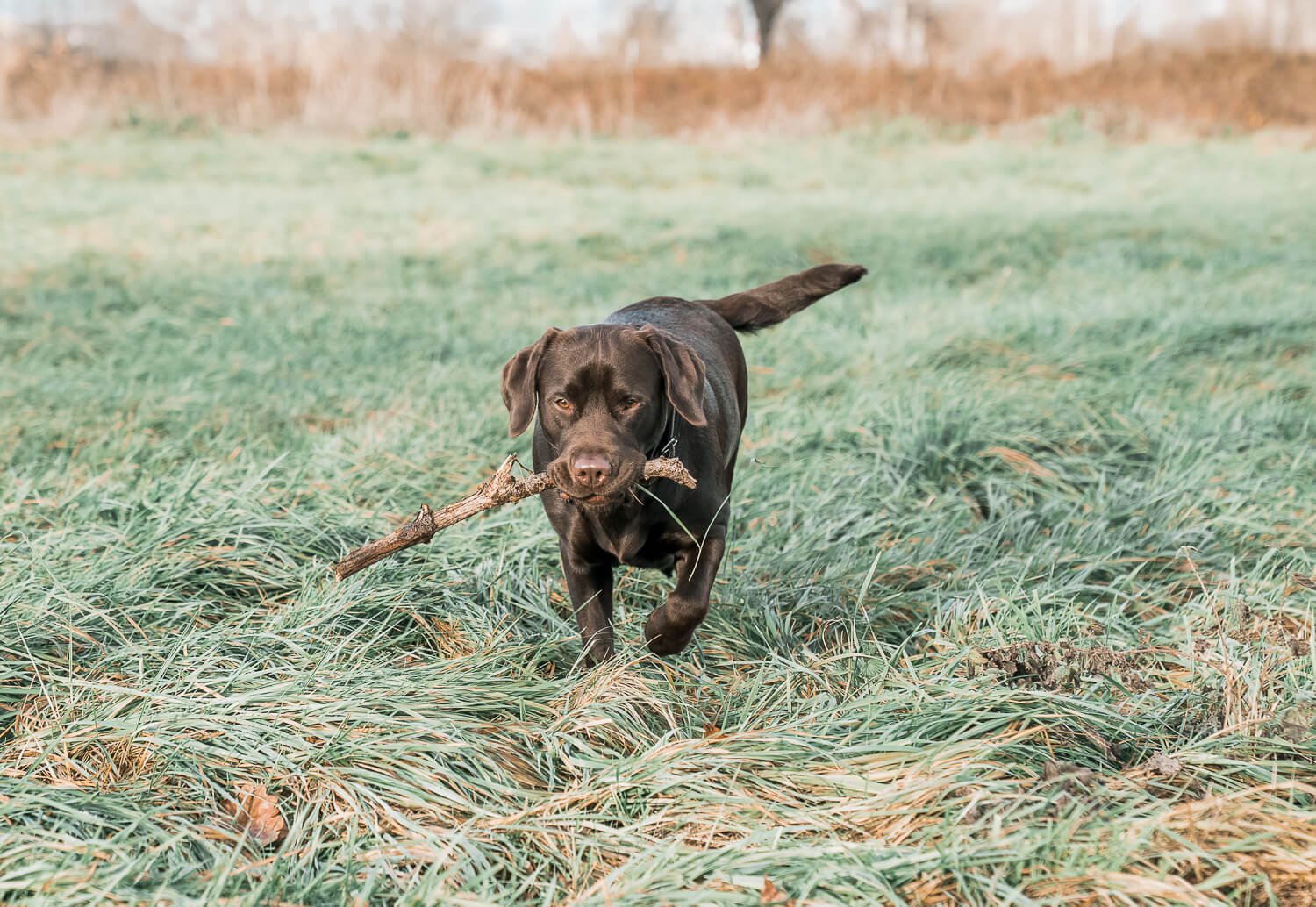 brauner_labrador_shooting_mainz und umegbeung_miriam_hundefotografin