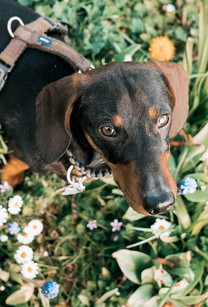 Zwergdackel_Hundefotografie_Hundeshooting_miriam_fotografie_rhein_main_gebiet