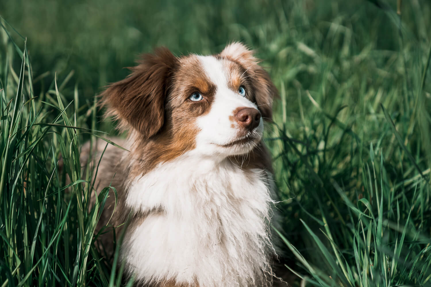 hübscher_australian_shepherd_gassi_gehen_wiesbaden_hundeshooting