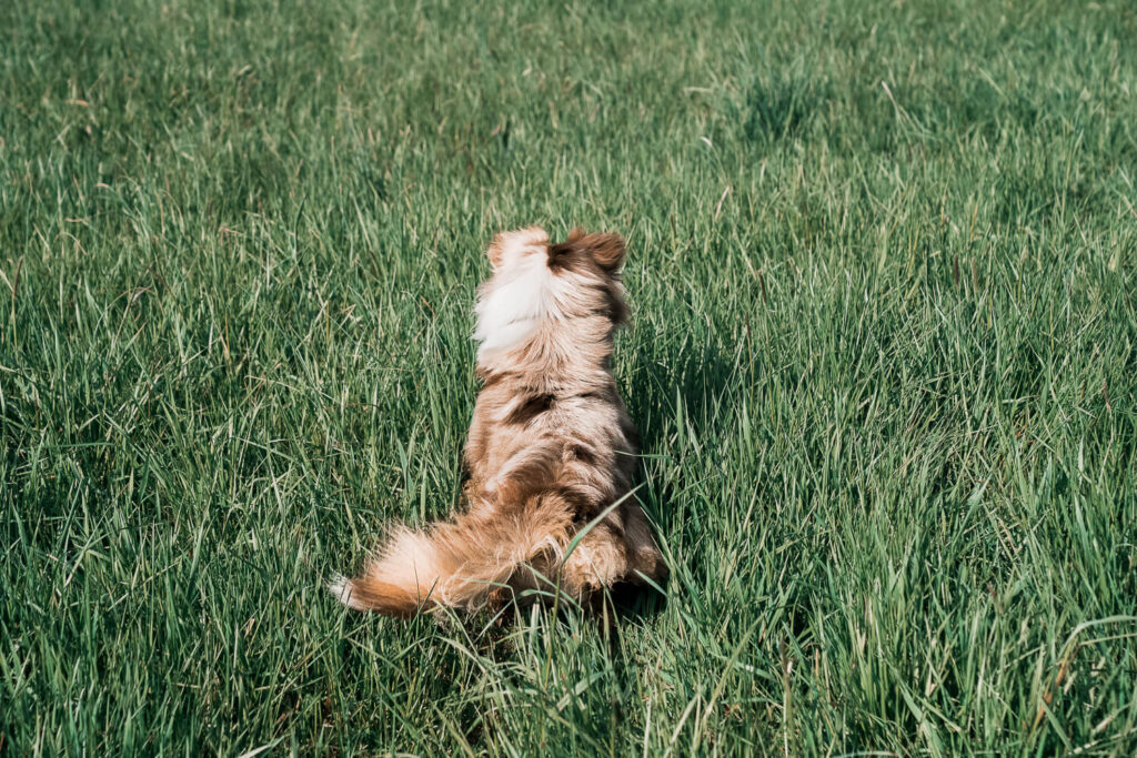 australian_shepherd_Hundefotografie_Hundeshooting_im_Frühling_mainz_gassi