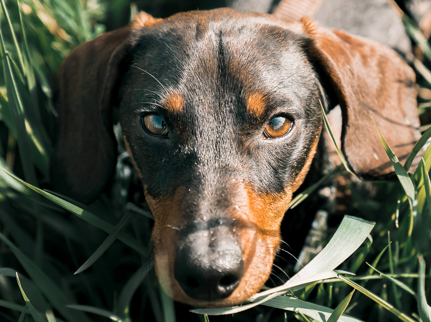 Dackelblick_Hundefotografie_Hundeshooting_im_Frühling_Mainz_miriam_schönleber