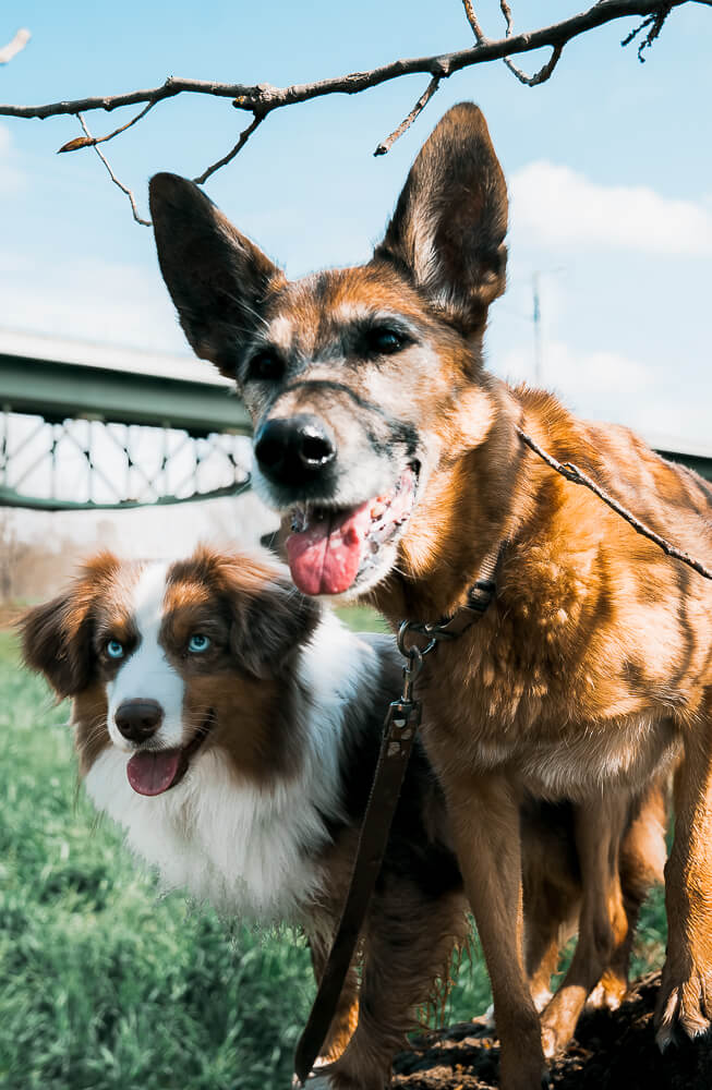 Hundefotografie_Hundeshooting_im_Frühling_Mainspitze_beim_gassigehen