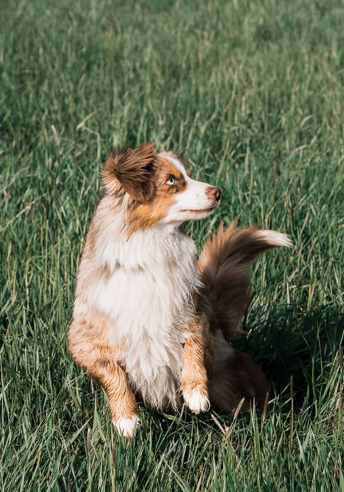 australian_shepherd_Hundefotografie_Hundeshooting_im_Frühling_Mainspitze