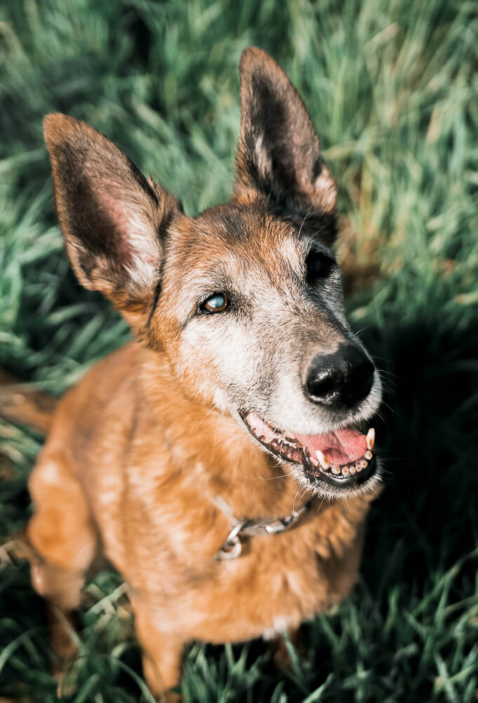 Hundefotografie_Hundeshooting_im_Frühling_mainz_miriam_schönleber