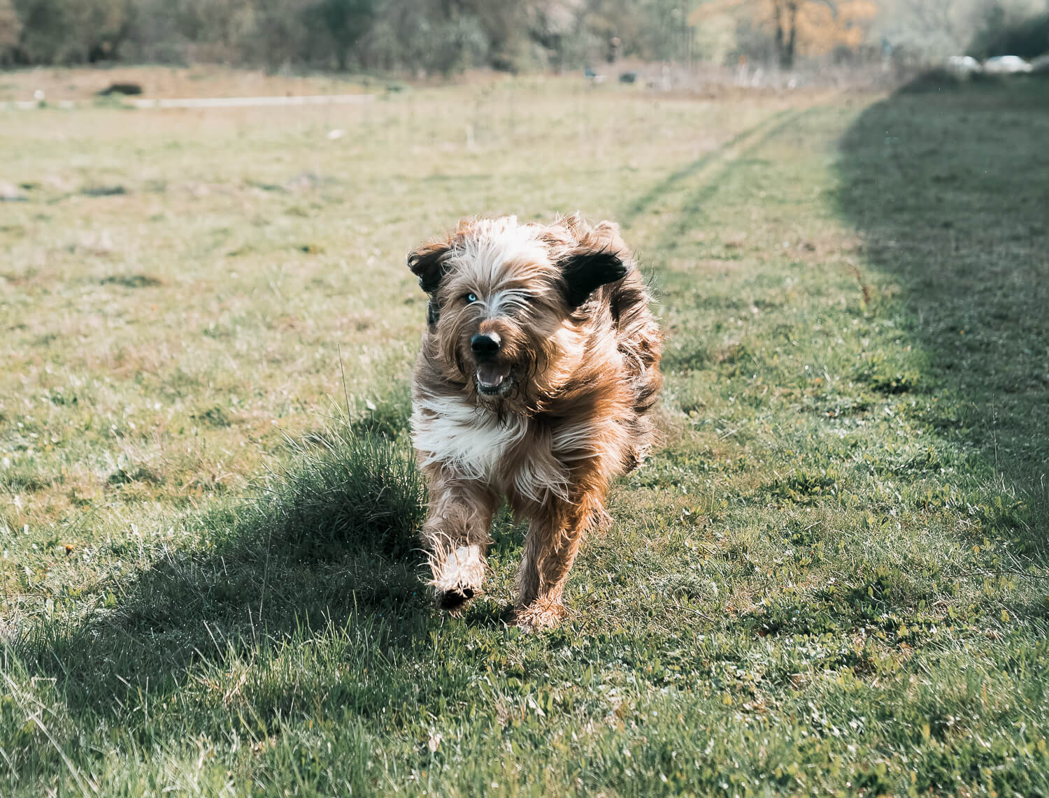 miriam_Hundefotografi_rhein-main-gebiet_Hundeshooting_im_Frühling_Mainspitze