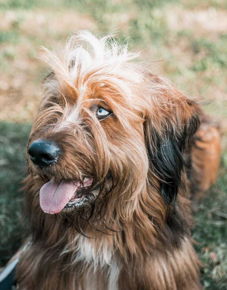 Hundefotografie_Hundeshooting_im_Frühling_gassi_gehen_mainz