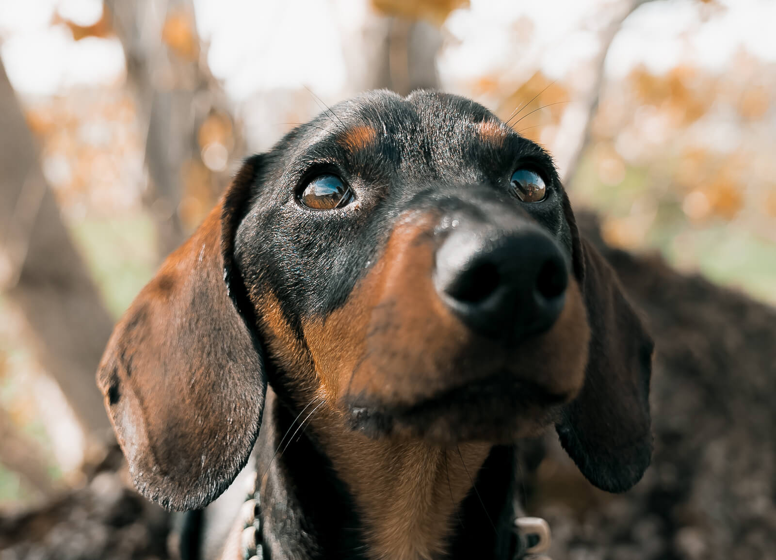 miriam_schönleber_hundeshootinf_frühling_zwergdackel