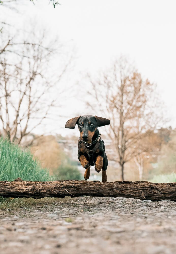 zergdacke_in action_frühling_hundeshooting_miriam_schönleber_rhein_main_gebiet