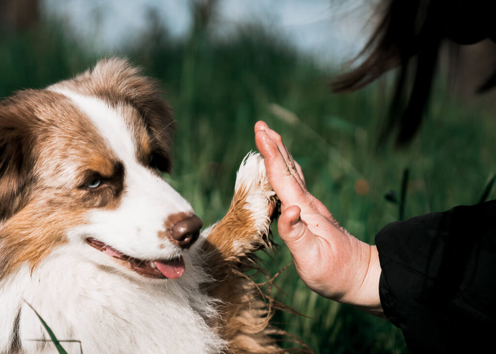 bester_Freund_der_Hund_Hundefotografie_Hundeshooting_im_Frühlng_mainz