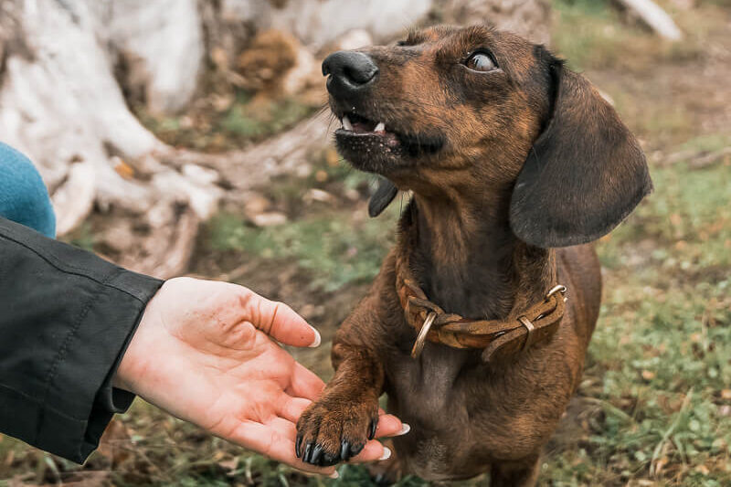 dackel_herbstshooting_freundschaft_miriam_hundefotografin