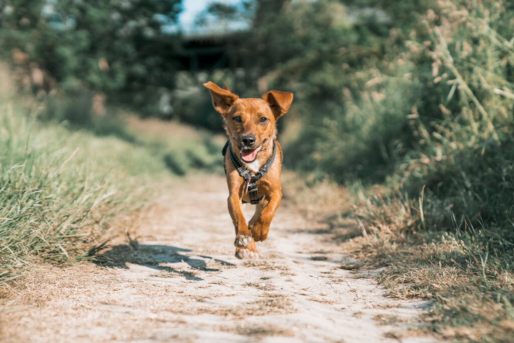 hundeshooting_outdoor_actionshootinghund_wiesbaden_miriam_hundefotografie