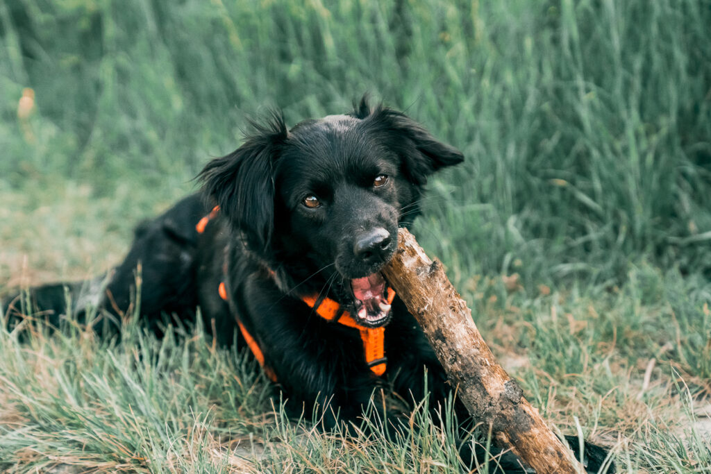 outdoorshooting_hund_sommer_fotgrafie_portrait_hunde_shooting_rheinmaingebiet_gassi