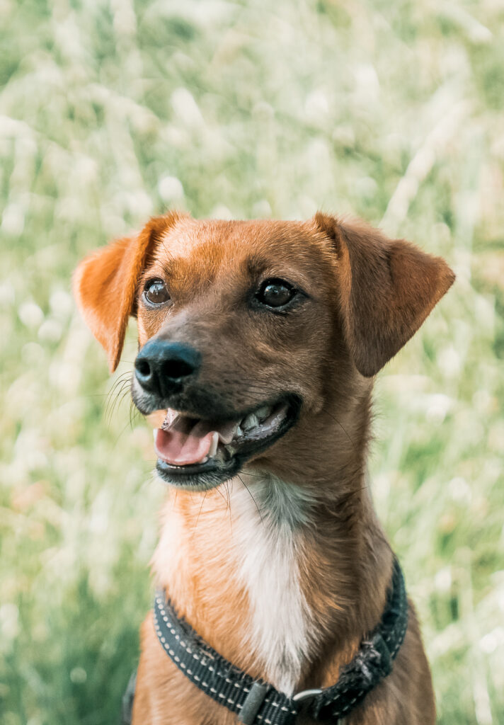 shooting_hund_outdoor_frühlng_portraitshooting