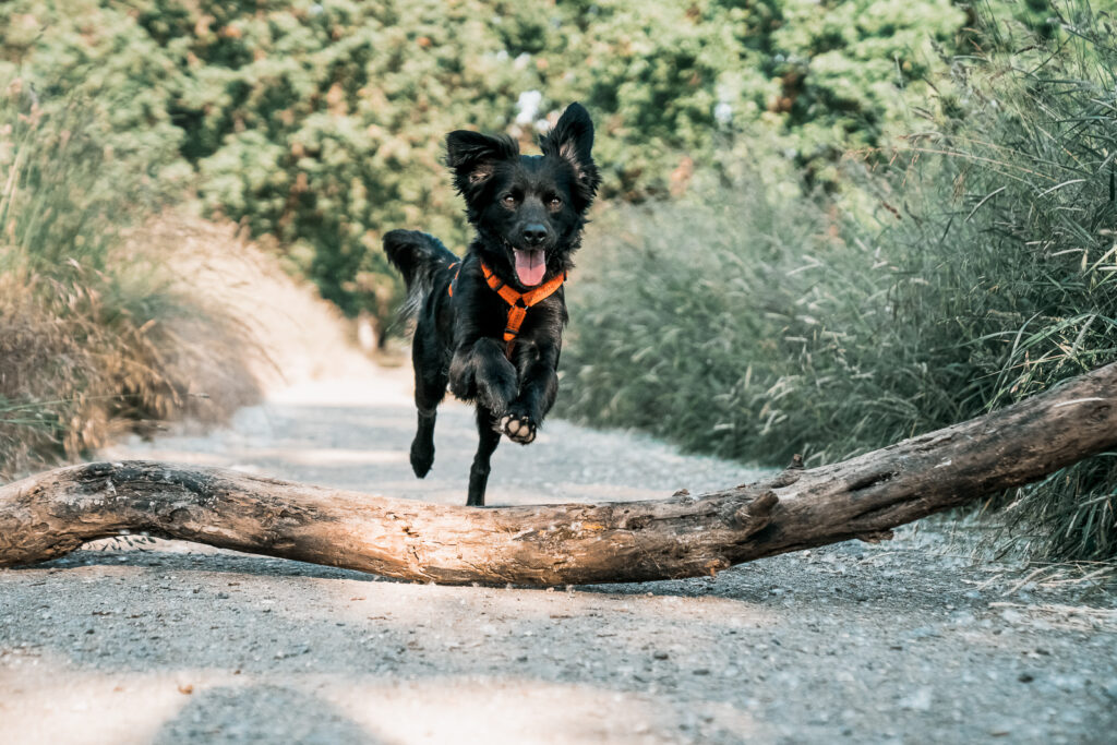 hundeshooting_mainz_action_sommer_springen_hund