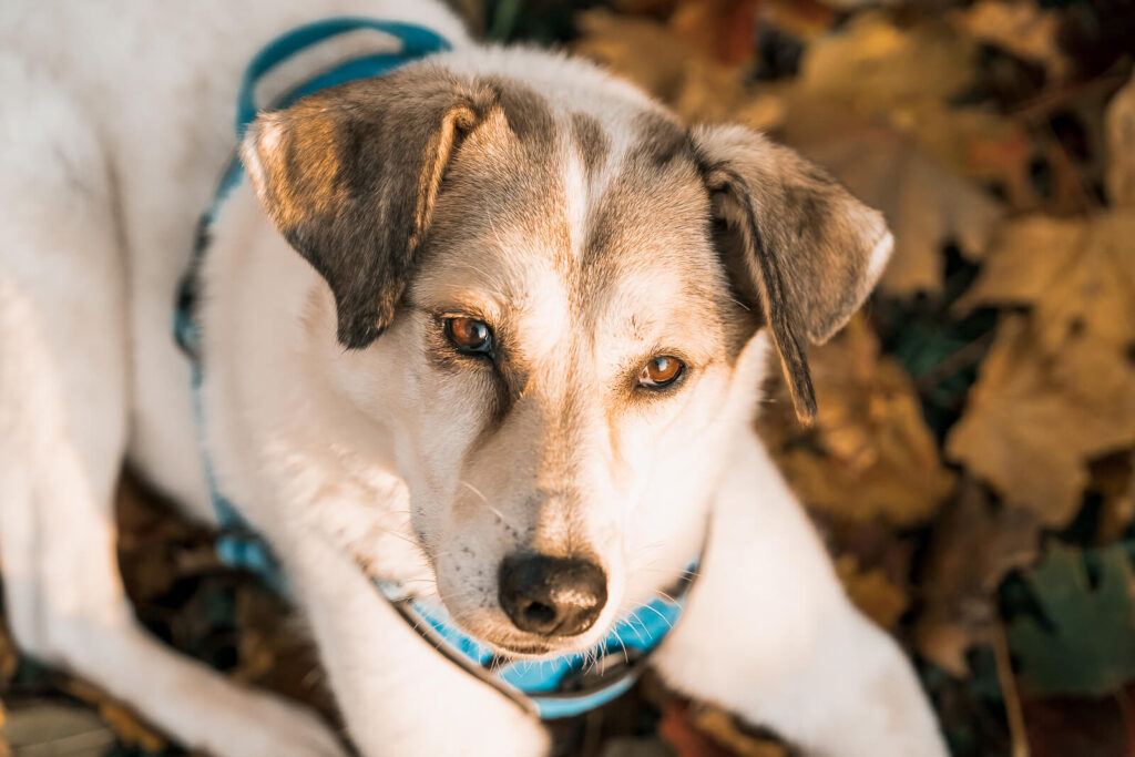 herbstfotoshooting_mainz_hund