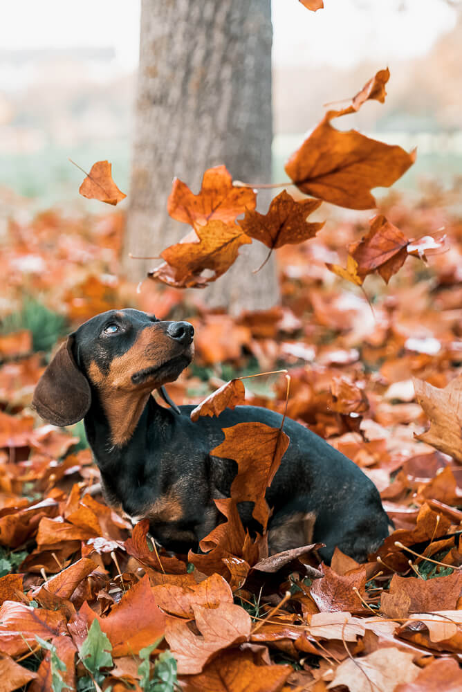 fotoshooting_herbtlaug_hund_porträt_mainz_Rhein-main-Gebiet